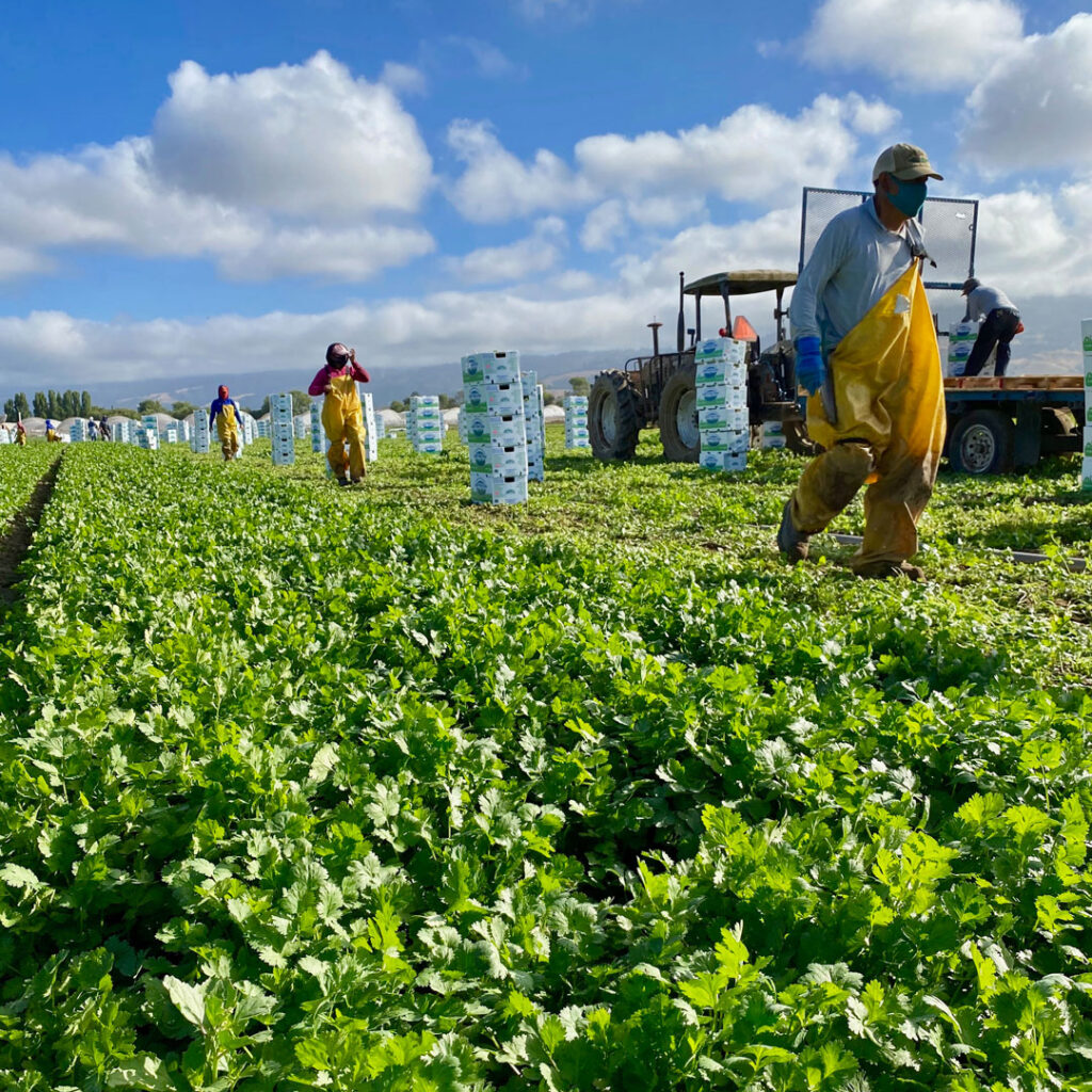 Farming at lakeside Organics in Salinas -Fall groceries