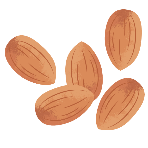 almonds illustration