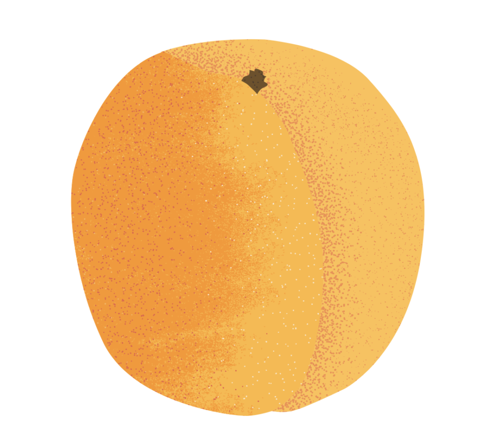 apricot illustration