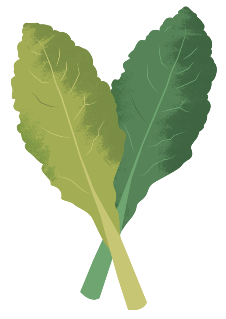 kale illustration