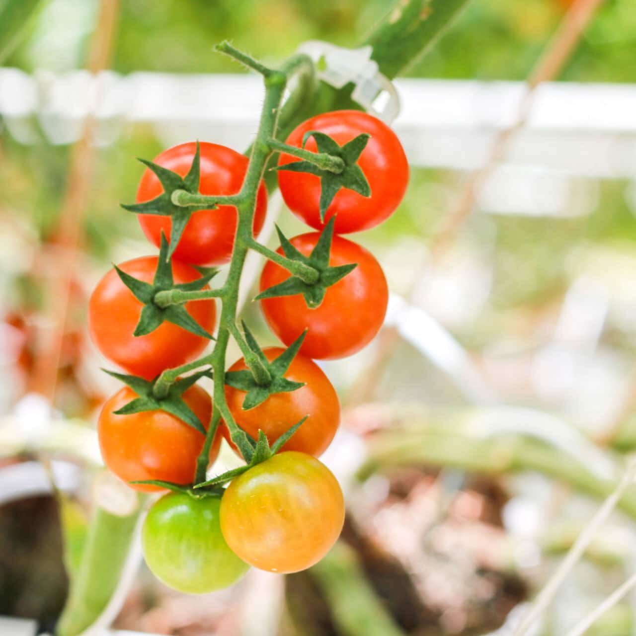 colorful tomatoes on the vine