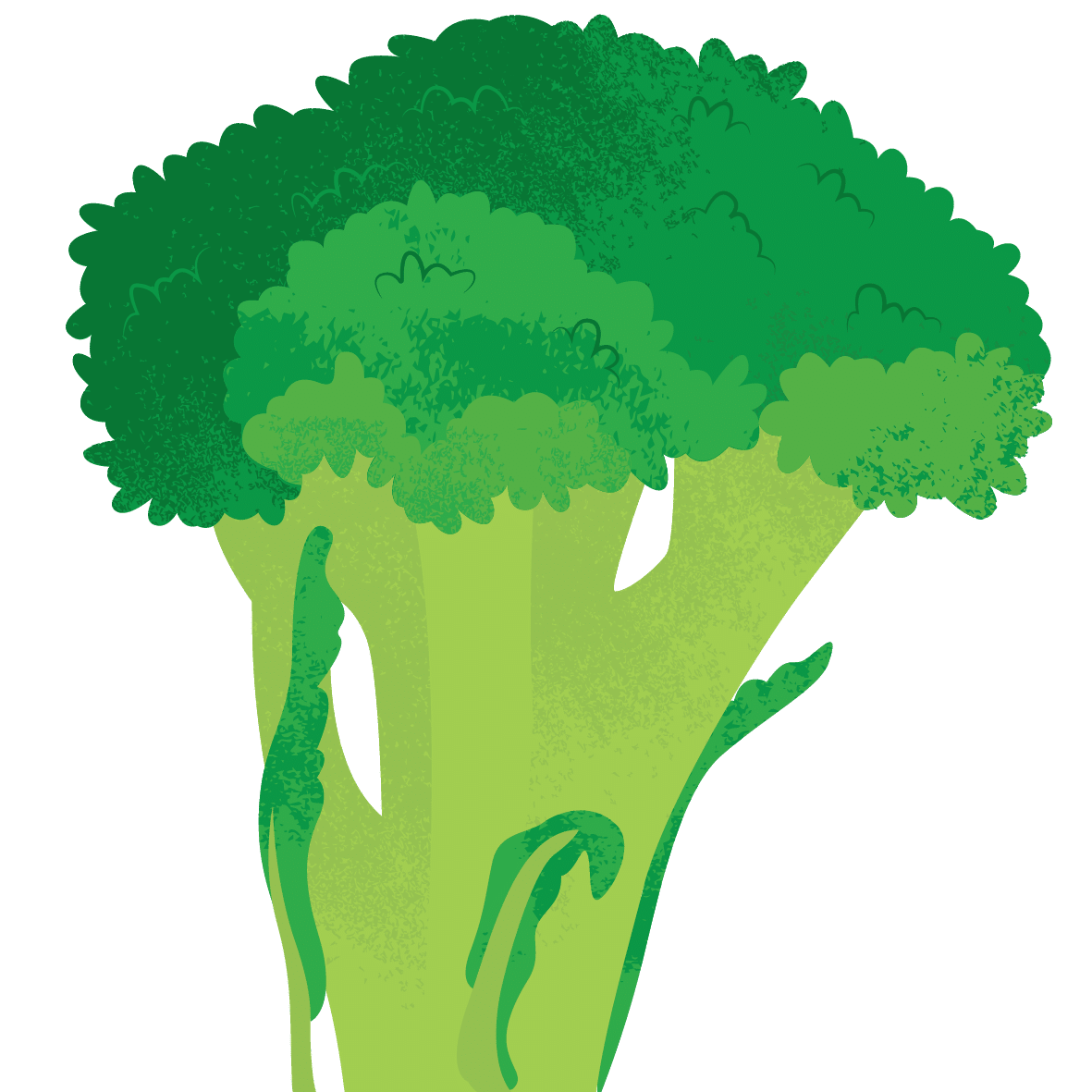 broccoli stalk illustration