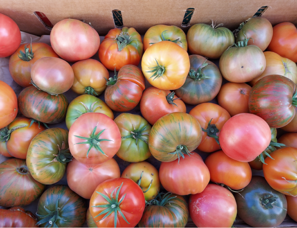 undersized organic heirloom tomatoes