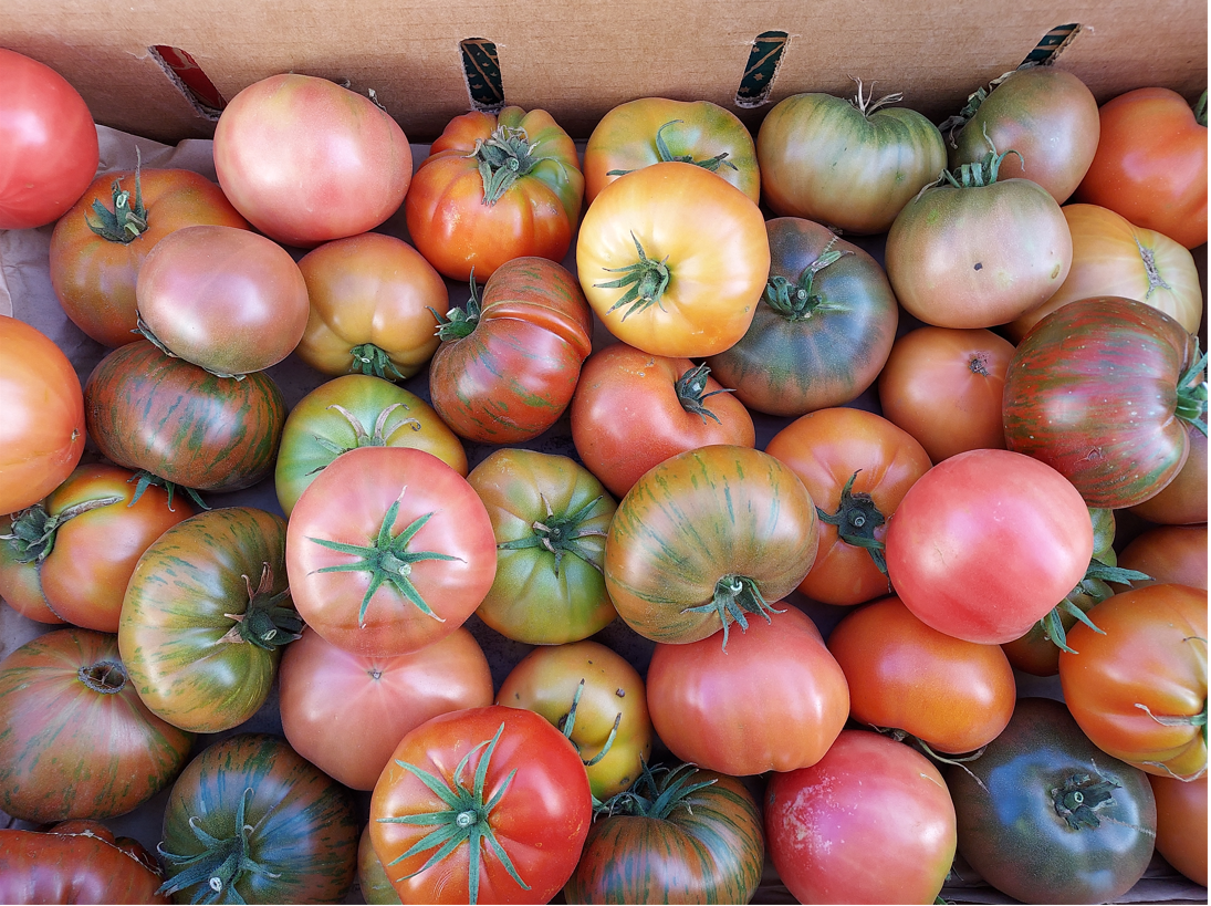 undersized organic heirloom tomatoes