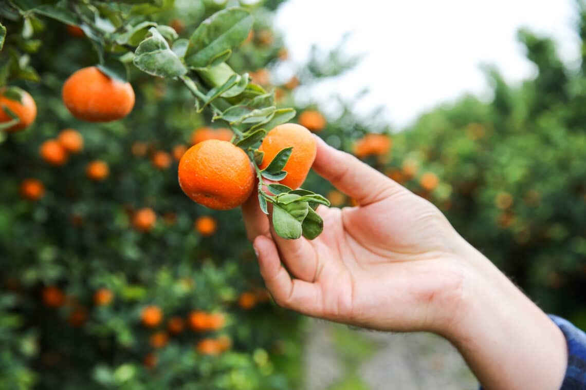 mandarin oranges at Fruit World